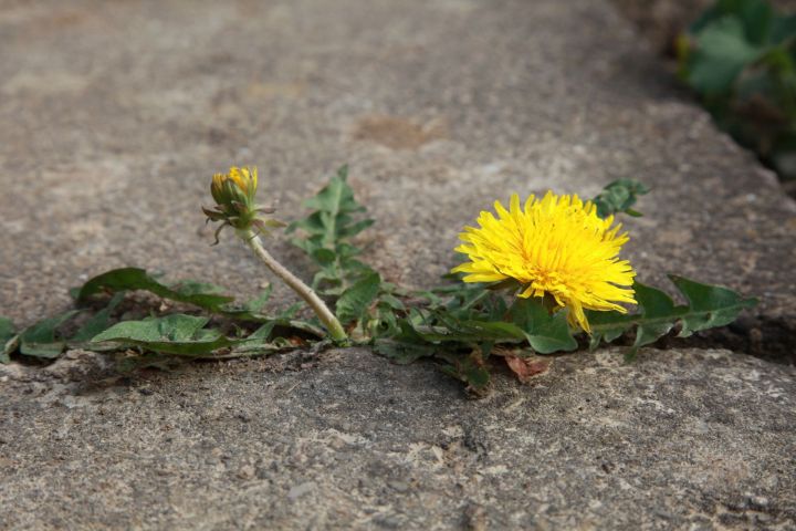 dandelion in crack